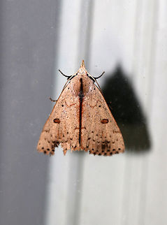 Deadwood Borer Moth - Scolecocampa liburna TL: ~23 mm. Pale brown FW with AM and PM lines reduced to rows of brown dots.  Hollow reniform spot that is outlined brown. Hosts: Possibly fungus in decaying logs and stumps.

Habitat: Attracted to a 395 nm LED light in a semi-rural area Deadwood Borer Moth,Geotagged,Scolecocampa liburna,Summer,United States,moth