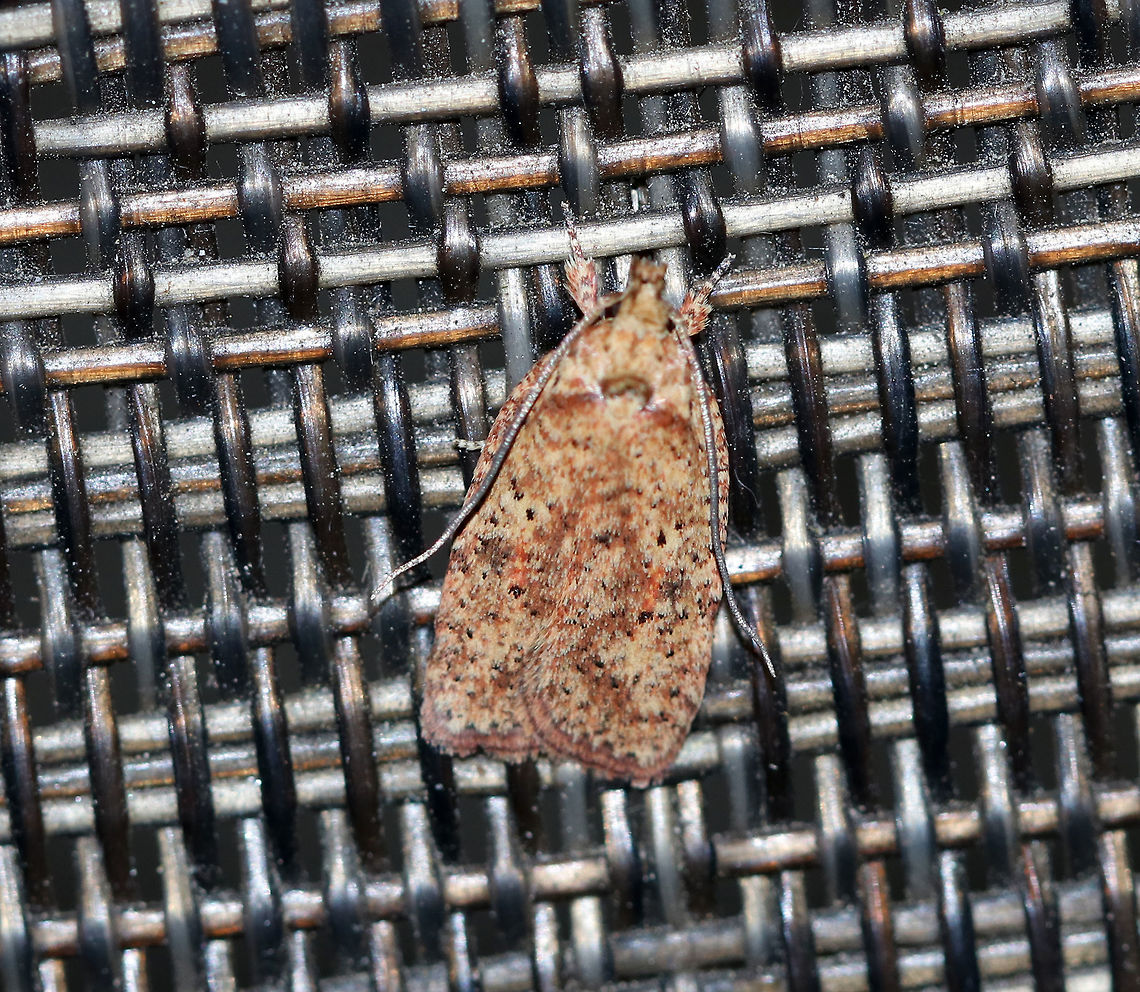 Four-dotted Agonopterix - Agonopterix robiniella TL: ~ 10 mm. Pale orange FW peppered with rusty scales. Darker zigzag bar extends through inner median area. Black dot marks AM area. Host: Black locust.<br />
<br />
Habitat: Attracted to a 395 nm LED light in a semi-rural area Agonopterix robiniella,Four-dotted Agonopterix,Geotagged,Summer,United States,moth