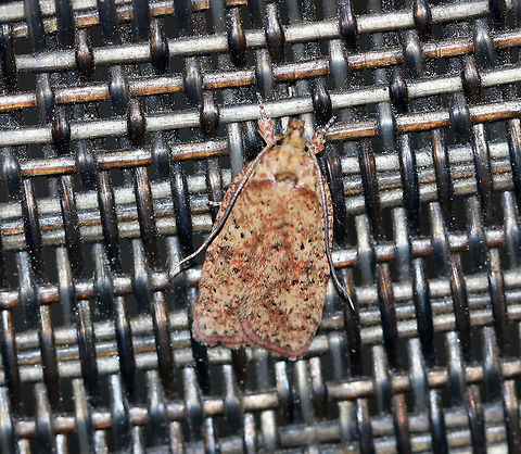 Four-dotted Agonopterix - Agonopterix robiniella TL: ~ 10 mm. Pale orange FW peppered with rusty scales. Darker zigzag bar extends through inner median area. Black dot marks AM area. Host: Black locust.

Habitat: Attracted to a 395 nm LED light in a semi-rural area Agonopterix robiniella,Four-dotted Agonopterix,Geotagged,Summer,United States,moth