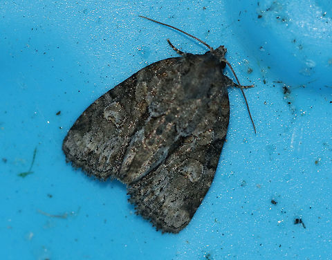 Exhausted Brocade - Neoligia exhausta TL: ~13 mm. Gray FW with darker brown median area. Pale reniform spot is partly filled with yellowish brown scales. 

Habitat: Attracted to a 395 nm LED light in a semi-rural area Exhausted brocade,Geotagged,Neoligia,Neoligia exhausta,Summer,United States,moth