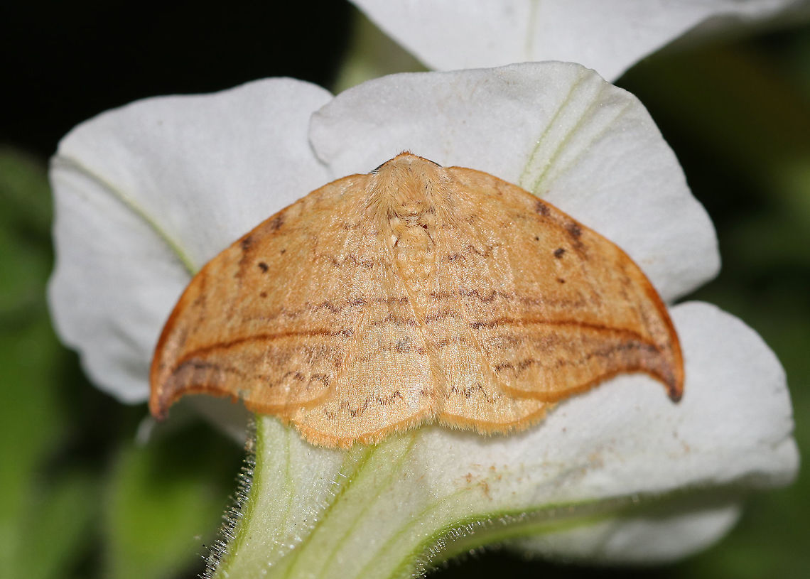 Arched Hooktip - Drepana arcuata <br />
Wingspan: ~ 30 mm. Rusty-edged subterminal line on hooked orange/tan forewing curves toward the apex. Reniform spot has two black dots.<br />
<br />
Habitat: Attracted to a 395 nm LED light and petunias in a semi-rural area. Arched hooktip,Drepana arcuata,Geotagged,Summer,United States,moth