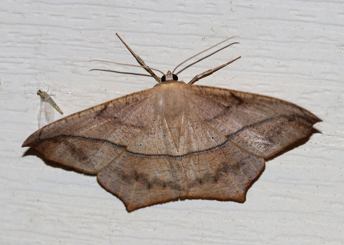 Large Maple Spanworm - Prochoerodes lineola <br />
WS: ~ 45 mm. Very variable. Tiny, black discal spots mark all wings. Hosts: Deciduous trees and low plants<br />
<br />
Habitat: Attracted to a 395 nm LED light in a semi-rural area Geotagged,Large maple spanworm,Moth,Prochoerodes lineola,Summer,United States