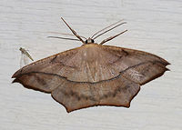 Large Maple Spanworm - Prochoerodes lineola <br />
WS: ~ 45 mm. Very variable. Tiny, black discal spots mark all wings. Hosts: Deciduous trees and low plants<br />
<br />
Habitat: Attracted to a 395 nm LED light in a semi-rural area Geotagged,Large maple spanworm,Moth,Prochoerodes lineola,Summer,United States