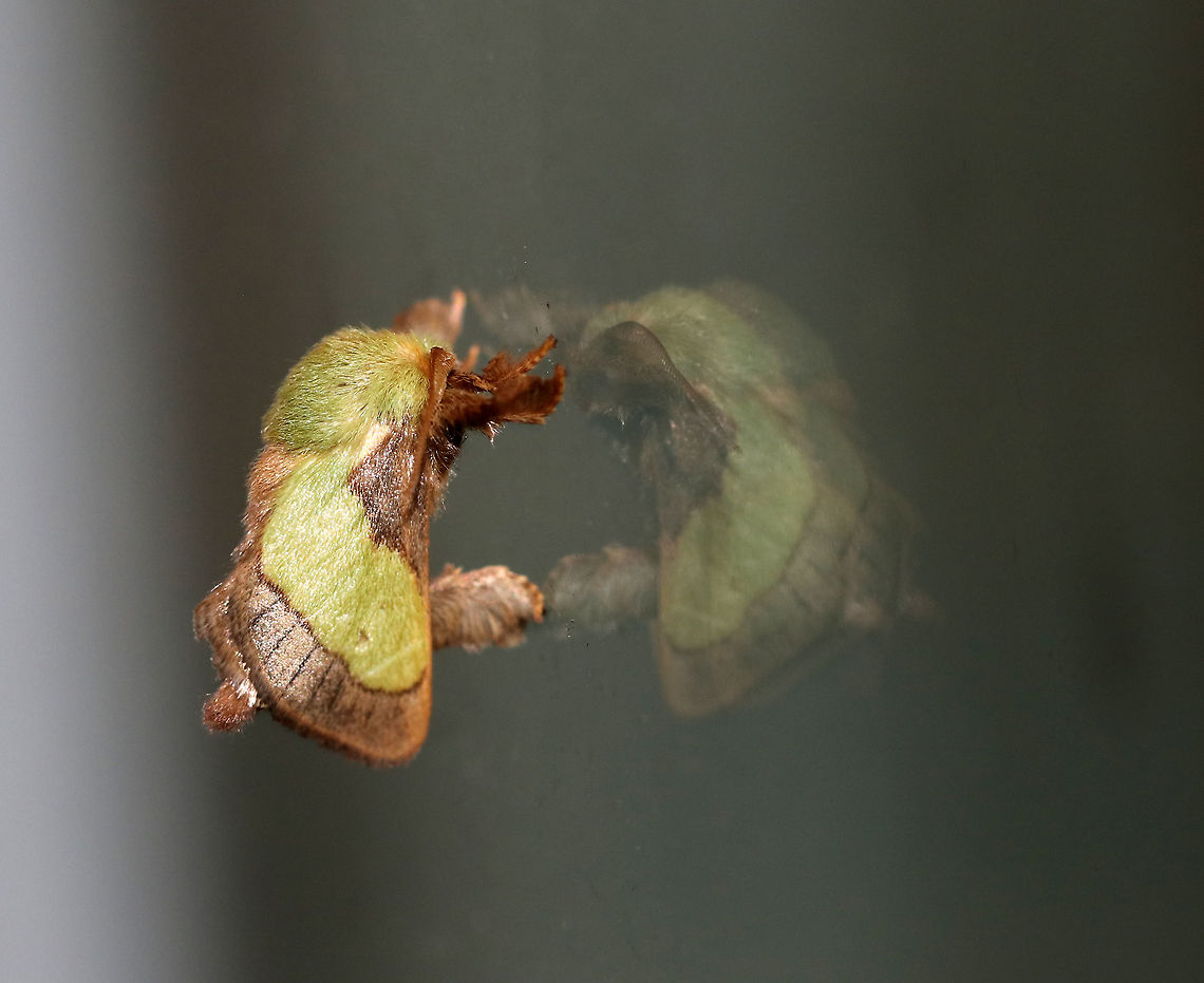 Smaller Parasa Moth - Parasa chloris TL: ~10 mm. Green, hairy thorax. Forewings are brown with large green patch that has a nearly straight outer edge. Hosts: Deciduous trees<br />
<br />
Habitat: Attracted to a 395 nm LED light in a semi-rural area Geotagged,Parasa chloris,Smaller Parasa Moth,Summer,United States,moth