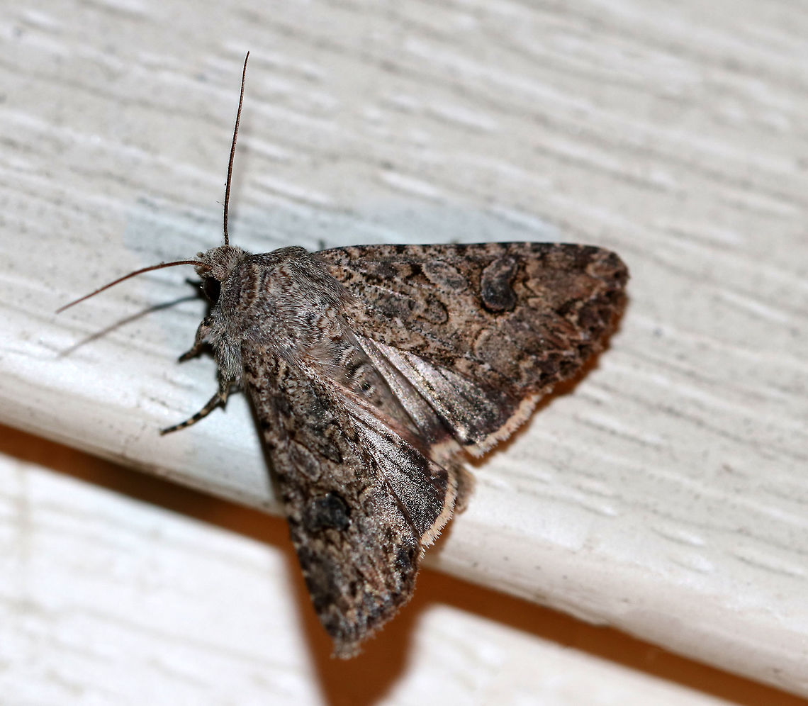 The Nutmeg Moth - Anarta trifolii TL: ~18 mm. Grayish brown FW. Reniform spot has dark gray spot in inner half. This moth is a minor crop pest.<br />
<br />
Habitat: Attracted to a 395 nm LED light in a semi-rural area Anarta trifolii,Geotagged,Hadula trifolii,Nutmeg moth,Summer,United States,anarta,moth