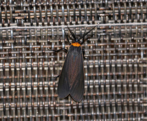 Orange-collared Scape Moth (Cisseps fulvicollis) TL:  ~15 mm. Narrow, brown FW with yellow streak that extends along basal half of costa. Orange collar on thorax. Hosts: Grass, lichen, and spike-rush.

Habitat: Attracted to a 395 nm LED light in a semi-rural area Cisseps fulvicollis,Geotagged,Orange-collared Scape Moth,Summer,United States,moth
