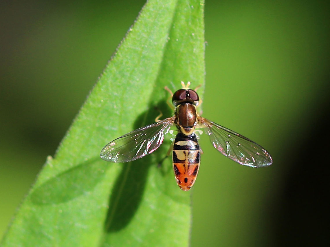 Toxomerus marginatus TL: ~5 mm. This is the most common species in the NE US. It&#039;s distinguished by the unbroken yellow margin on the abdomen. Coloration in this genus is very variable: &quot;Colors vary with overall temperature during pupation: if it was hot, the yellow/orange increases and the background becomes lighter, but if it was cold, the dark/black increases and the yellow/orange becomes darker like the background. (Bugguide)&quot;<br />
<br />
Habitat: Open field near a disturbed deciduous forest Geotagged,Spring,Toxomerus marginatus,United States,fly,hoverfly,syrphid,toxomerus