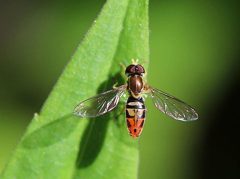 Toxomerus marginatus TL: ~5 mm. This is the most common species in the NE US. It's distinguished by the unbroken yellow margin on the abdomen. Coloration in this genus is very variable: "Colors vary with overall temperature during pupation: if it was hot, the yellow/orange increases and the background becomes lighter, but if it was cold, the dark/black increases and the yellow/orange becomes darker like the background. (Bugguide)"

Habitat: Open field near a disturbed deciduous forest Geotagged,Spring,Toxomerus marginatus,United States,fly,hoverfly,syrphid,toxomerus
