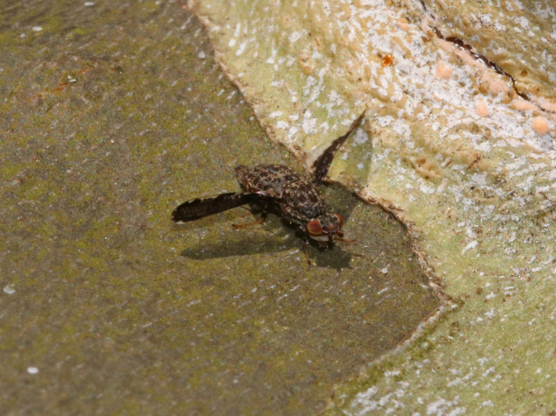 Peacock Fly - Callopistromyia annulipes This fly was so difficult to photograph! It was busy strutting around on a fallen sycamore tree and wouldn&#039;t stay still ;P<br />
<br />
Habitat: Streamside in a disturbed, deciduous forest Callopistromyia,Callopistromyia annulipes,Geotagged,Peacock Fly,Spring,United States,fly