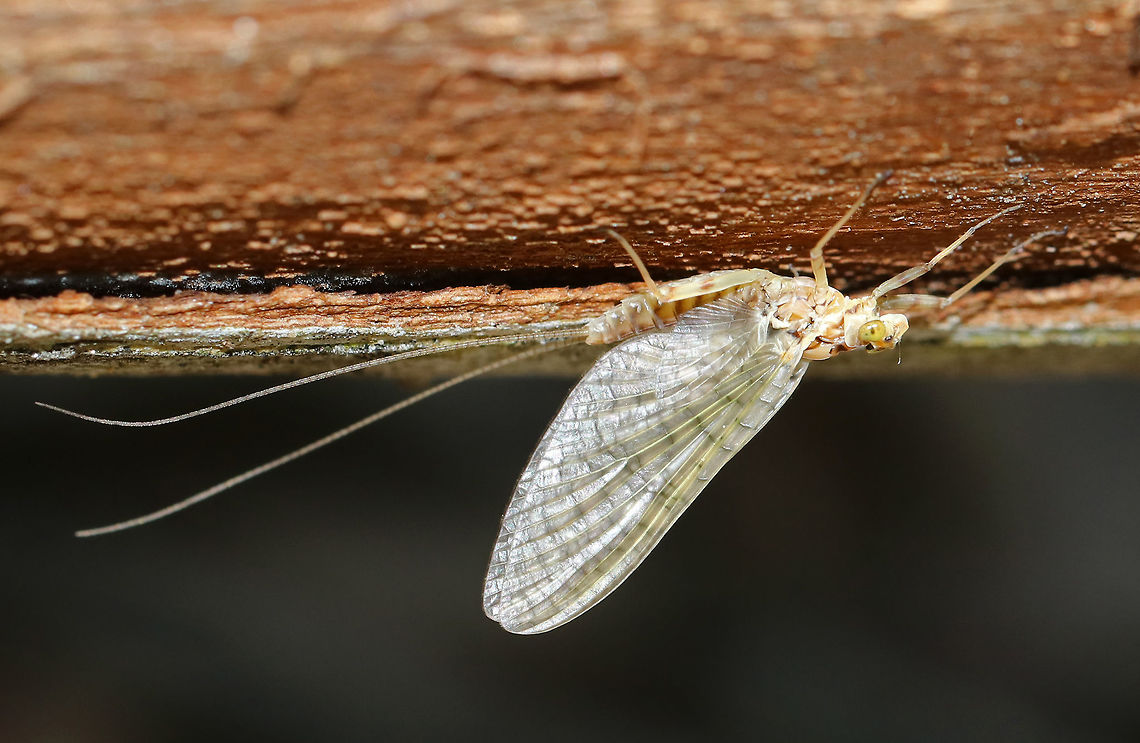 Mayfly - Ephemeroptera This mayfly had light brownish bands on its abdomen. Clear wings with yellowish tint.<br />
<br />
Habitat: Streamside in a disturbed, deciduous forest Ephemeroptera,Geotagged,Spring,United States,mayfly