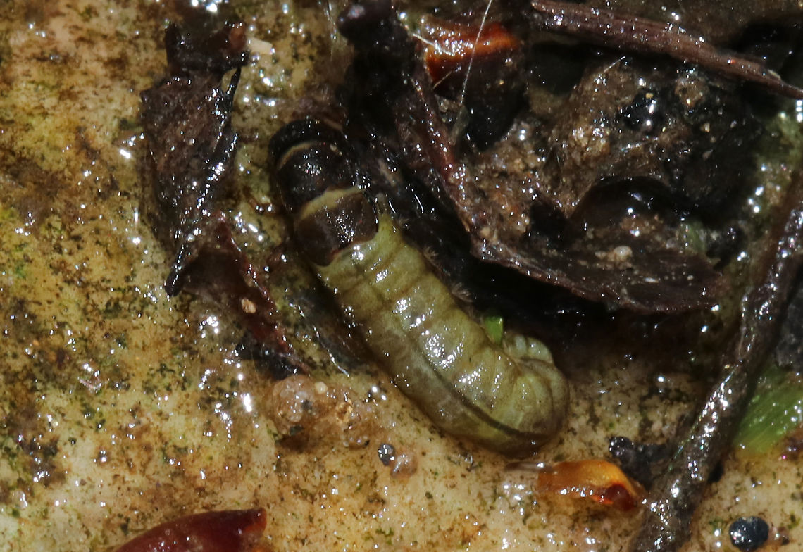 Caddisfly Larva -  Family Hydropsychidae Three pairs of segmented legs; no wing pads; head and thorax has hardened plates; pair of prolegs with one claw at end of soft abdomen; tuft-like gills on sides of abdomen.<br />
<br />
Habitat: Shallow stream with a good current.  Geotagged,Hydropsychidae,Spring,United States,caddisfly larva,larva,trichoptera