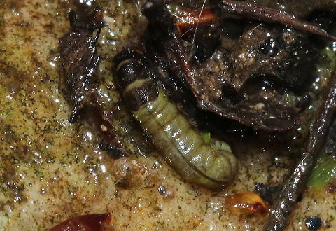 Caddisfly Larva -  Family Hydropsychidae Three pairs of segmented legs; no wing pads; head and thorax has hardened plates; pair of prolegs with one claw at end of soft abdomen; tuft-like gills on sides of abdomen.

Habitat: Shallow stream with a good current.  Geotagged,Hydropsychidae,Spring,United States,caddisfly larva,larva,trichoptera