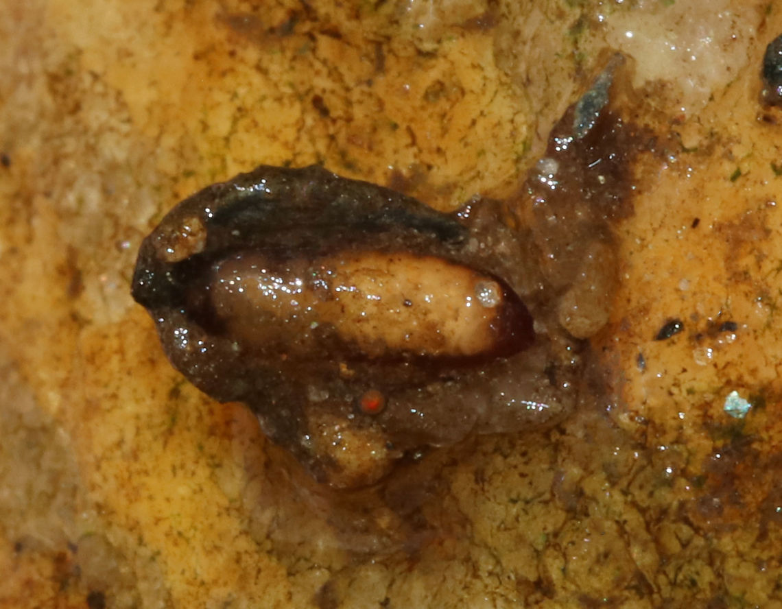 Caddisfly Pupa I found this pupa in a tiny case made of mud and stone. It was attached to the underside of a rock in a fast-moving, shallow stream.  The case was made like a dome covering the insect.<br />
<br />
Habitat: Fast-moving, shallow stream Geotagged,Spring,Trichoptera,United States,caddisfly pupa,pupa