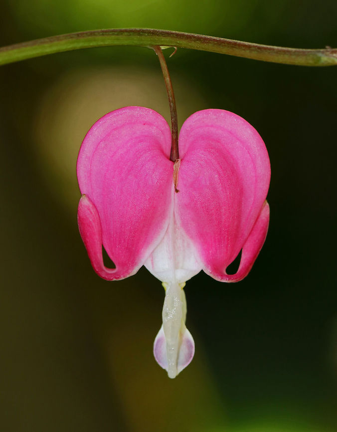 Bleeding Heart - Lamprocapnos spectabilis Habitat: These flowers were growing among brush on the edge of a disturbed forest. I&#039;m guessing they either escaped cultivation or were simply planted in a really weird spot. Geotagged,Lamprocapnos,Lamprocapnos spectabilis,Spring,United States,bleeding heart,pink
