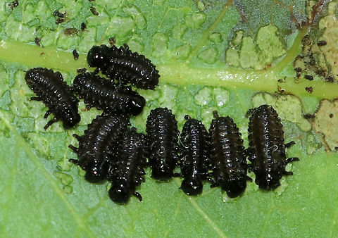 Beetle Larvae on Rose (Rosa sp.) - Altica ambiens?? I found groups of these beetle larvae on the underside of rose leaves. There was lots of frass and some shed skins nearby. They were black and I think they could be Altica ambiens, but that is a wild guess.

Habitat: Disturbed forest edge
https://www.jungledragon.com/image/81883/beetle_larvae_on_rose_rosa_sp._-_altica_ambiens.html Altica,Altica ambiens,Geotagged,Spring,United States,beetle larvae,beetles,larva,larvae,rosa,rose