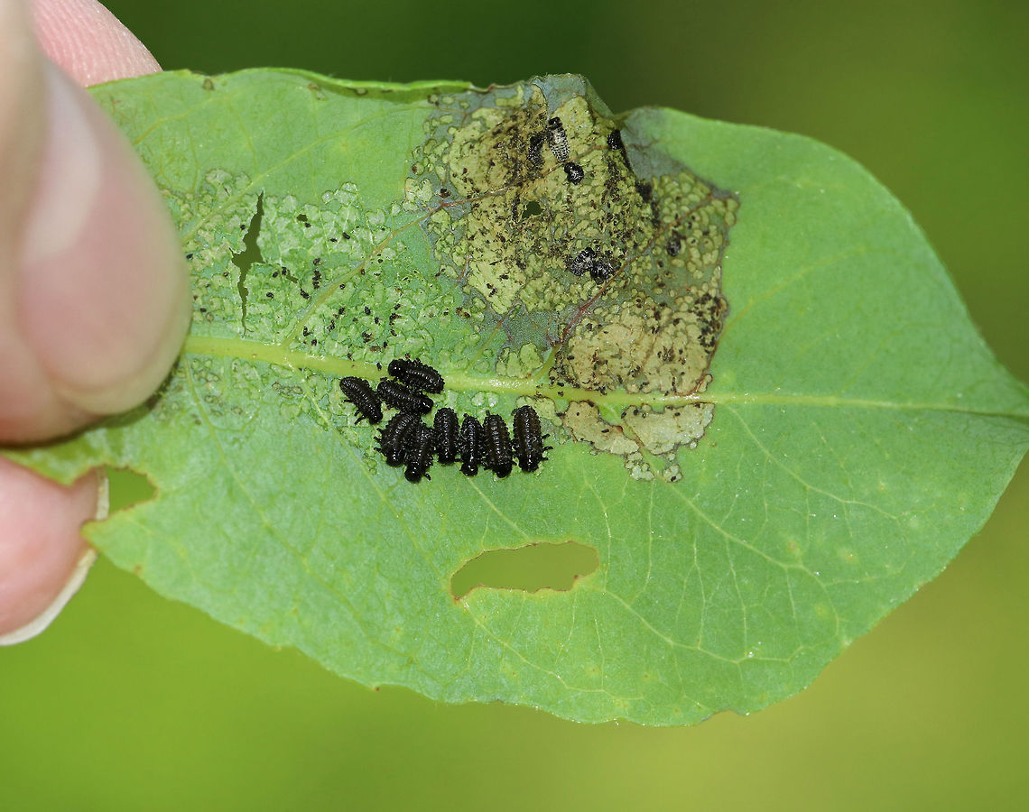 Beetle Larvae on Rose (Rosa sp.) - Altica ambiens?? I found groups of these beetle larvae on the underside of rose leaves. There was lots of frass and some shed skins nearby. They were black and I think they could be Altica ambiens, but that is a wild guess.<br />
<br />
Habitat: Disturbed forest edge<br />
<figure class="photo"><a href="https://www.jungledragon.com/image/81882/beetle_larvae_on_rose_rosa_sp._-_altica_ambiens.html" title="Beetle Larvae on Rose (Rosa sp.) - Altica ambiens??"><img src="https://s3.amazonaws.com/media.jungledragon.com/images/3232/81882_thumb.jpg?AWSAccessKeyId=05GMT0V3GWVNE7GGM1R2&Expires=1769040010&Signature=ITh2udOdkRL017xlhQv8N6zoWOo%3D" width="200" height="142" alt="Beetle Larvae on Rose (Rosa sp.) - Altica ambiens?? I found groups of these beetle larvae on the underside of rose leaves. There was lots of frass and some shed skins nearby. They were black and I think they could be Altica ambiens, but that is a wild guess.<br />
<br />
Habitat: Disturbed forest edge<br />
https://www.jungledragon.com/image/81883/beetle_larvae_on_rose_rosa_sp._-_altica_ambiens.html Altica,Altica ambiens,Geotagged,Spring,United States,beetle larvae,beetles,larva,larvae,rosa,rose" /></a></figure><br />
 Geotagged,Spring,United States