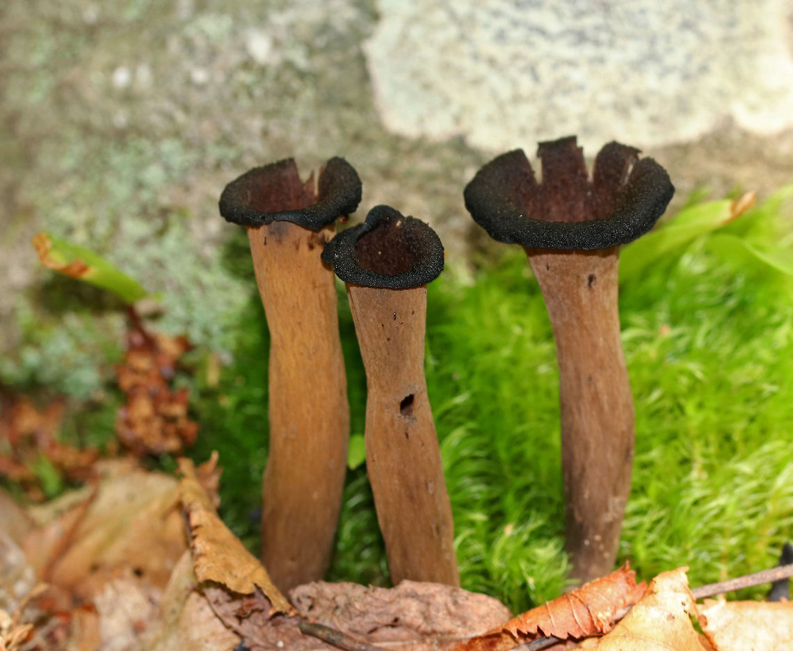 Black Trumpets - Craterellus fallax <br />
Fruiting bodies were vase-shaped and were growing together in a cluster. The upper surfaces were dark brown/blackish, and the under surfaces were grayish brown and wrinkled. <br />
<br />
Habitat: Growing on the ground in a mostly deciduous forest with eastern hemlock, oak, birch, beech, and maple Craterellus fallax,Fungus,Geotagged,Summer,United States,black trumpets,mushroom,mushrooms