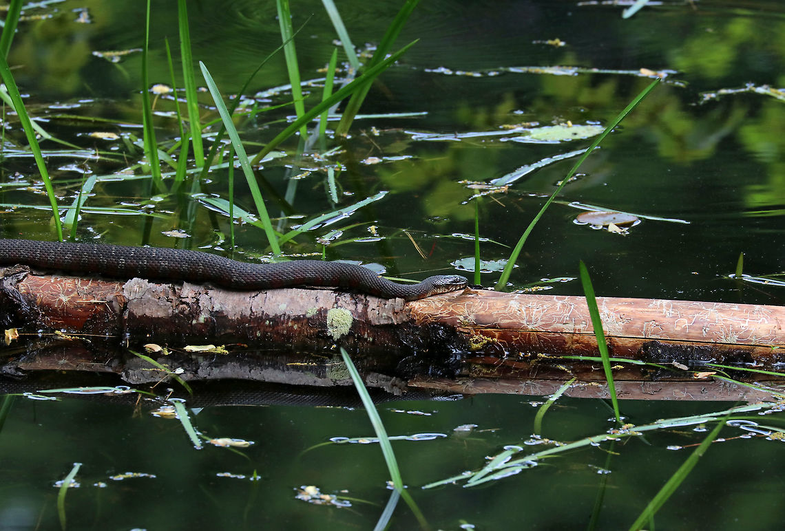 Northern Water Snake - Nerodia sipedon Dark gray snake with faint bands. Strongly keeled dorsum. They have a pattern of reddish brown bands on their venter. Not only was this snake huge and gorgeous, but it was perfectly posed on a rotting tree with extensive beetle galleries under the bark!<br />
<br />
Habitat: Resting in a small woodland pond Geotagged,Nerodia sipedon,Northern Water Snake,Spring,United States,snake