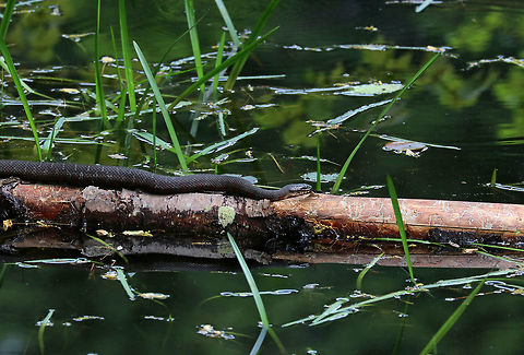 Northern Water Snake - Nerodia sipedon Dark gray snake with faint bands. Strongly keeled dorsum. They have a pattern of reddish brown bands on their venter. Not only was this snake huge and gorgeous, but it was perfectly posed on a rotting tree with extensive beetle galleries under the bark!

Habitat: Resting in a small woodland pond Geotagged,Nerodia sipedon,Northern Water Snake,Spring,United States,snake