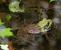 Green Frog - Lithobates clamitans I thought this was pretty weird. It's head was green and body brown.<br />
<br />
Habitat: Small woodland pond<br />
https://www.jungledragon.com/image/81902/green_frog_-_lithobates_clamitans.html Geotagged,Green frog,Lithobates clamitans,Spring,United States,frog