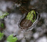Green Frog - Lithobates clamitans I thought this was pretty weird. It's head was green and body brown.<br />
<br />
Habitat: Small woodland pond<br />
https://www.jungledragon.com/image/81901/green_frog_-_lithobates_clamitans.html Geotagged,Green frog,Lithobates clamitans,Spring,United States