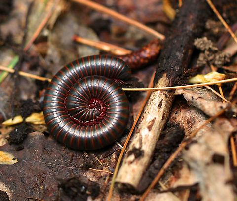 American Giant Millipede - Narceus americanus Large, cylindrical millipede that was about 5 cm long. This species can grow to be about twice as large (10 cm) as any other millipede that lives in North America. They curl up into a spiral when threatened. They have two pairs of legs on most body segments, and are gray/black with red lines on the edge of each segment.

Millipedes have spiracles on their body segments, which are connected both to their respiratory systems and to pairs of ozadenes (stink glands). These ozadenes can release noxious substances, which may cause serious chemical burns. However. unlike many other millipedes, the North American Millipede doesn't release hydrogen cyanide. They do however, excrete a substance that causes a temporary discoloration of the skin. They do not bite, and their only defense is their secretions. 

Habitat: Deciduous forest American giant millipede,Geotagged,Millipede,Narceus americanus,Spring,United States