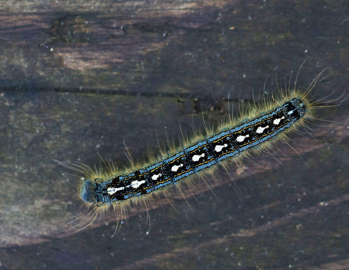 Forest Tent Caterpillar - Malacosoma disstria Dark-gray to brownish-black background body color, highlighted by broad, pale-blue lines and thin, broken yellow lines extending along each side; dorsum of each abdominal segment has distinct whitish keyhole or shoeprint-shaped marking; body has fine, whitish, and sparsely distributed hairs.<br />
<br />
Habitat: Wetland Forest tent caterpillar moth,Geotagged,Malacosoma disstria,Spring,United States,caterpillar,malacosoma