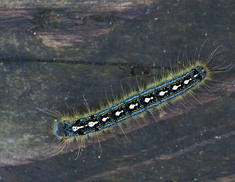 Forest Tent Caterpillar - Malacosoma disstria Dark-gray to brownish-black background body color, highlighted by broad, pale-blue lines and thin, broken yellow lines extending along each side; dorsum of each abdominal segment has distinct whitish keyhole or shoeprint-shaped marking; body has fine, whitish, and sparsely distributed hairs.

Habitat: Wetland Forest tent caterpillar moth,Geotagged,Malacosoma disstria,Spring,United States,caterpillar,malacosoma