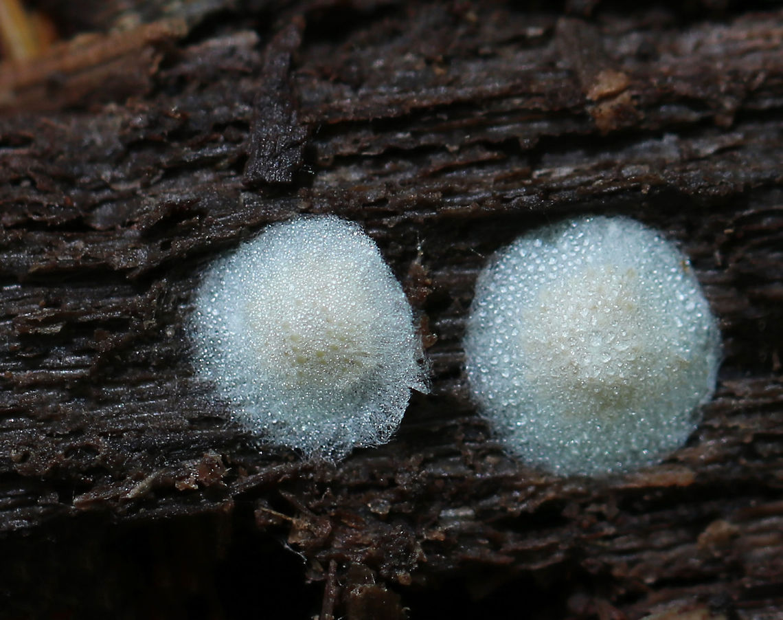 Egg Sacs I'm assuming these are egg sacs - maybe from a spider?<br />
<br />
Habitat: Underside of rotting wood in a wetland Geotagged,Spring,United States,egg,egg sacs,eggs