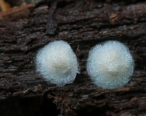 Egg Sacs I'm assuming these are egg sacs - maybe from a spider?

Habitat: Underside of rotting wood in a wetland Geotagged,Spring,United States,egg,egg sacs,eggs
