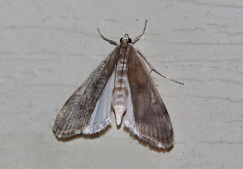 Polymorphic Pondweed Moth - Parapoynx maculalis Another aquatic moth species!

TL: ~12 mm. Grayish brown FW; variable species. Hosts: Aquatic plants

Habitat: Attracted to 385-395 black lights in a semi-rural area Geotagged,Parapoynx maculalis,Summer,United States,moth,polymorphic pondweed moth