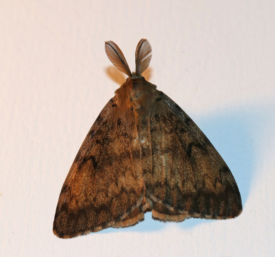 Gypsy Moth (Male) - Lymantria dispar About 25 mm long. Forewing of males have dusky scalloped lines and black crescent-shaped reniform spots. Antennae are broadly bipectinate.<br />
<br />
Habitat: Attracted to 385-395 nm black lights in a rural area. Geotagged,Gypsy moth,Lymantria dispar,Moth,Summer,United States