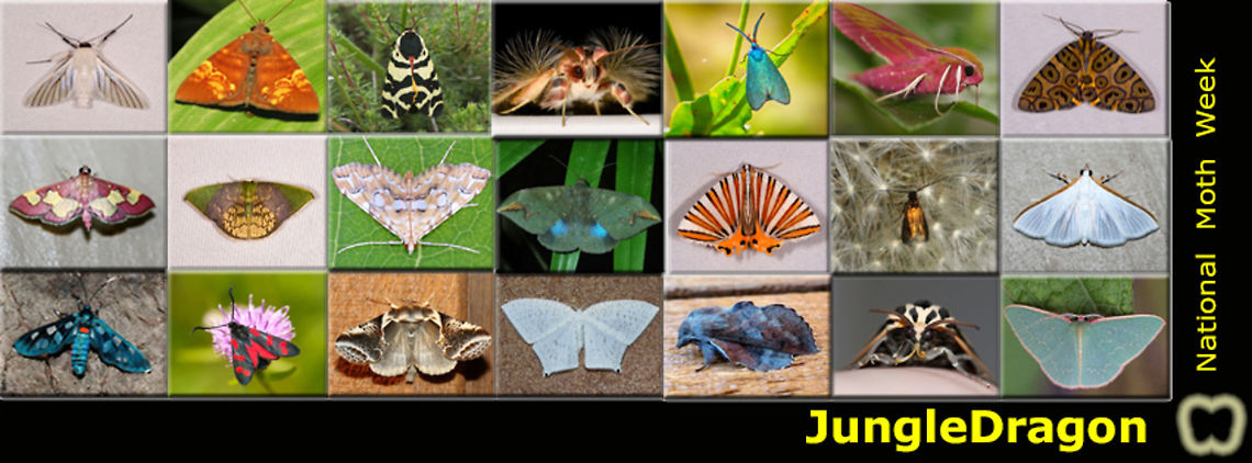 Moth Week July 20-28, 2019 Moth Week 2019 begins tomorrow, July 20th, and continues until July 28th! This is a worldwide event where everyone is encouraged to get outside to observe and photograph moths! <br />
<br />
1. We will be compiling a list of all moth photos taken during Moth Week, so please share your photos so I can add them to the list. Also, please include the tag 'Moth Week 2019' to your moth photos.  Feel free to create your own local lists if you would like :). Here's a link to the list: <ul class="collections-simple"><li><a href="https://www.jungledragon.com/list/567" title="view as slideshow" class="button slideshow"><em class="fa fa-bookmark"></em>Moth Week 2019</a></li></ul><br />
<br />
2. JungleDragon&rsquo;s Facebook posts will focus on moths for the duration of moth week. <br />
<br />
Here&rsquo;s a link for The National Moth Week official page (unrelated to JD): <a href="http://nationalmothweek.org" rel="nofollow">http://nationalmothweek.org</a> . The National Moth Week website has ideas on how to attract moths, such as turning on an outside light, putting up a sheet that&rsquo;s illuminated by a light, smearing a ferment on trees, placing a ferment near your light/sheet, etc. <br />
<br />
If anyone has any questions or thoughts, please comment below!  moth,moth week,moth week 2019,national moth week