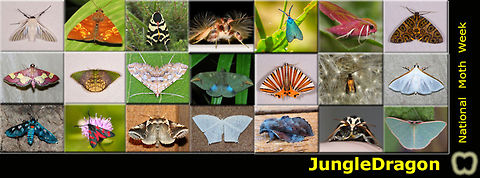 Moth Week July 20-28, 2019 Moth Week 2019 begins tomorrow, July 20th, and continues until July 28th! This is a worldwide event where everyone is encouraged to get outside to observe and photograph moths! 

1. We will be compiling a list of all moth photos taken during Moth Week, so please share your photos so I can add them to the list. Also, please include the tag 'Moth Week 2019' to your moth photos.  Feel free to create your own local lists if you would like :). Here's a link to the list: https://www.jungledragon.com/list/567/moth_week_2019.html

2. JungleDragon&rsquo;s Facebook posts will focus on moths for the duration of moth week. 

Here&rsquo;s a link for The National Moth Week official page (unrelated to JD): http://nationalmothweek.org . The National Moth Week website has ideas on how to attract moths, such as turning on an outside light, putting up a sheet that&rsquo;s illuminated by a light, smearing a ferment on trees, placing a ferment near your light/sheet, etc. 

If anyone has any questions or thoughts, please comment below!  moth,moth week,moth week 2019,national moth week