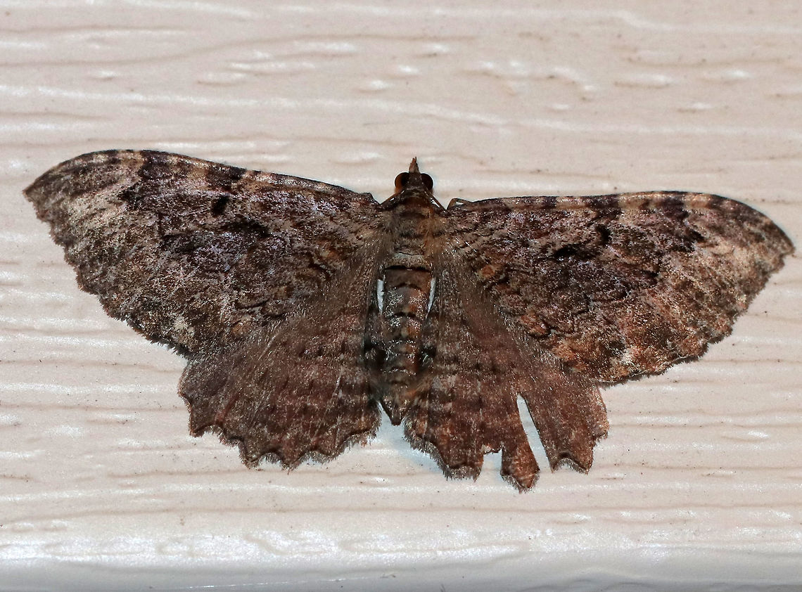 Barberry Geometer - Coryphista meadii <br />
WS: ~30-35 mm. FW was brownish. Outer section of PM had outward-pointing tooth.<br />
<br />
Habitat: Attracted to a light in a rural area Barberry Geometer,Coryphista meadii,Geotagged,Summer,United States