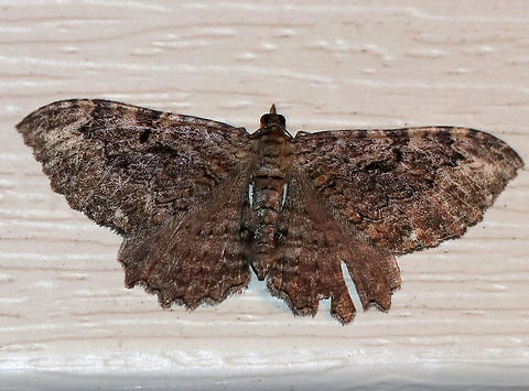 Barberry Geometer - Coryphista meadii 
WS: ~30-35 mm. FW was brownish. Outer section of PM had outward-pointing tooth.

Habitat: Attracted to a light in a rural area Barberry Geometer,Coryphista meadii,Geotagged,Summer,United States
