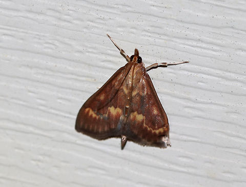 European Corn Borer (Male) - Ostrinia nubilalis 
Length: 15 mm. This species is sexually dimorphic. The forewing of the male is mostly brown with a yellowish band below the jagged postmedial line.

Attracted to 385-395 nm black lights in a rural area. European corn borer,Geotagged,Ostrinia nubilalis,Summer,United States