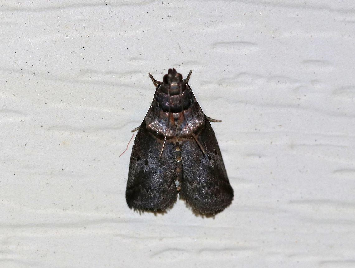 Hickory Shoot Borer - Acrobasis caryae Habitat: Attracted to 385-395 nm black lights in a semi-rural area Acrobasis caryae,Geotagged,Hickory shoot borer,Moth,Summer,United States