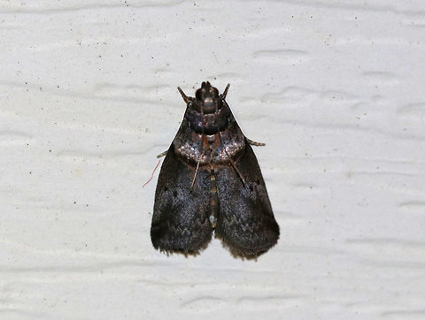 Hickory Shoot Borer - Acrobasis caryae Habitat: Attracted to 385-395 nm black lights in a semi-rural area Acrobasis caryae,Geotagged,Hickory shoot borer,Moth,Summer,United States