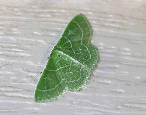 Wavy-lined Emerald - Synchlora aerata Wingspan: about 15 mm. Green wings with wavy, white AM and PM lines. All four wings have pale green fringe. Abdomen has a white dorsal stripe running the entire length.

Habitat: Attracted to 385-395 nm black lights in a rural area. Geotagged,Moth,Summer,Synchlora aerata,United States,Wavy-lined emerald moth
