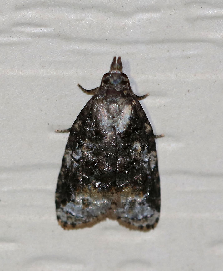 Exasperating Platynota - Platynota exasperatana <br />
TL: ~10 mm. FW has dark median area overlaid with black lines. Host: Unknown<br />
<br />
Habitat: Attracted to 385-395 nm black lights in a semi-rural area Exasperating platynota moth,Geotagged,Platynota exasperatana,Summer,United States