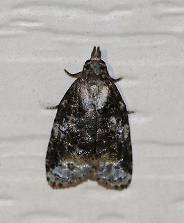 Exasperating Platynota - Platynota exasperatana 
TL: ~10 mm. FW has dark median area overlaid with black lines. Host: Unknown

Habitat: Attracted to 385-395 nm black lights in a semi-rural area Exasperating platynota moth,Geotagged,Platynota exasperatana,Summer,United States