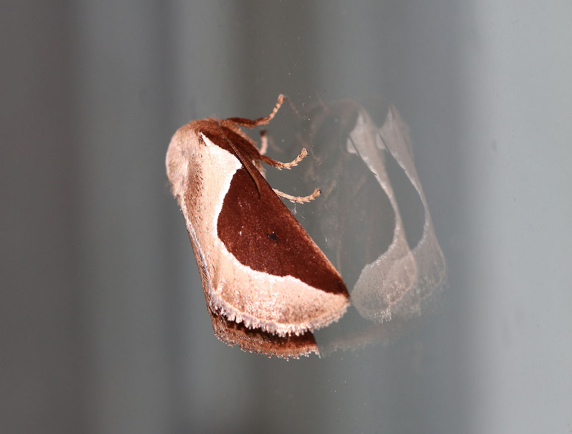 Skiff Moth - Prolimacodes badia TL: ~15 mm. Milky coffee-colored FW with rounded, white-edged brown median patch that continues along costa to base of wing. Hosts: Trees and woody plants<br />
<br />
Habitat: Attracted to a 395 nm LED light in a semi-rural area Geotagged,Prolimacodes badia,Skiff Moth,Summer,United States,moth week 2019