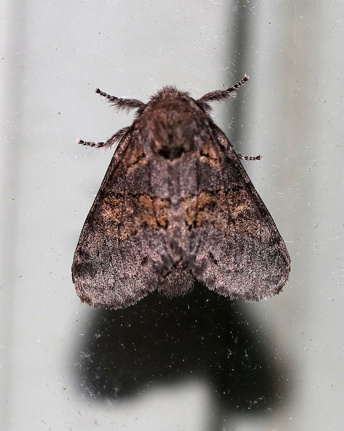 Dusky Marbled Brown - Gluphisia septentrionis TL: ~17 mm. Peppery FW with warm brown patches in inner median and basal areas. Host: Poplar<br />
<br />
Habitat: Attracted to a 395 nm LED light in a semi-rural area Dusky marbled brown,Geotagged,Gluphisia,Gluphisia crenata,Summer,United States,moth,moth week 2019