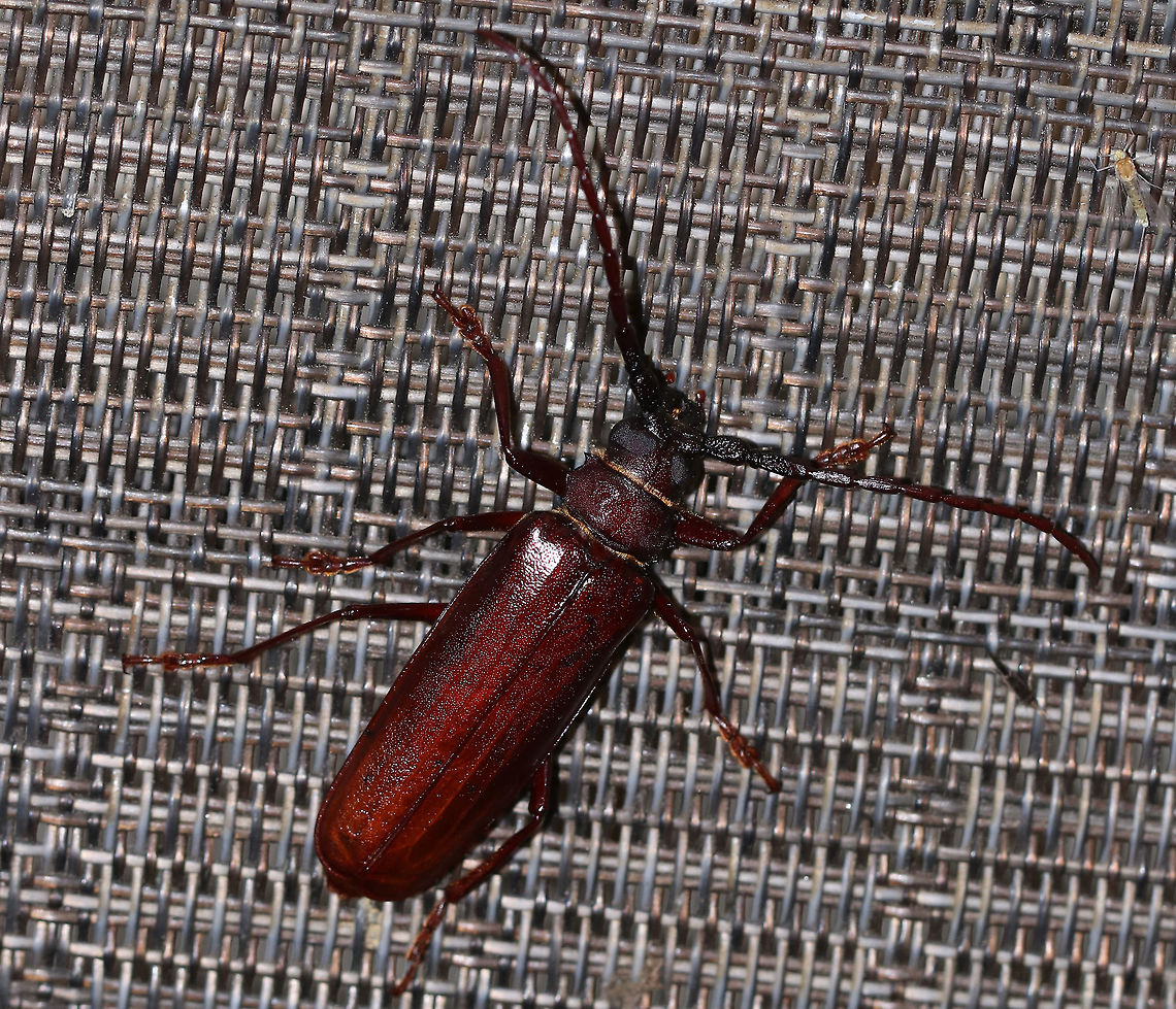 Brown Prionid Beetle - Orthosoma brunneum This beetle was adorable! It was afraid of me though, and each time I touched it, it furiously rubbed it's back legs against its wings to produce a squeaking sound.  <br />
<br />
The adults feed on sap and rotting fruits. Interestingly, the larvae eat wood with fungus in it. The fungi then provide enzymes that help the larvae digest the cellulose in the wood. <br />
<br />
Habitat: Attracted to a 395 nm LED light in a rural area<br />
<br />
<br />
Sorry for the bad quality video, but if you turn up the volume, you can hear the squeaking sound:<br />
<section class="video"><iframe width="448" height="252" src="https://player.vimeo.com/video/349206522?title=0&byline=0&portrait=0" frameborder="0"></iframe></section> Brown Prionid Beetle,Geotagged,Orthosoma brunneum,Summer,United States,beetle,prionid beetle