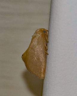 Red-crossed Button Slug - Tortricidia pallida About 10 mm long. Tan forewings have an indistinct postmedian and subterminal line that are fused at the costa. 

Habitat: Attracted to a 395 nm LED light in a rural area.

From Bugguide: 
Wagner states that "there are no adult characters (including genitalia) that can be used to reliably separate the adults of the Red-crossed Button Slug from those of the Abbreviated Button Slug." He suggests that the two may in fact be the same species. Adults with more faintly patterned wings, and larvae with the lateral arms of the red dorsal mark extending all the way down the sides of the body, are considered here to be the Red-crossed Button Slug.
( https://bugguide.net/node/view/26217 ) Geotagged,Summer,Tortricidia pallida,United States,moth,moth week 2019