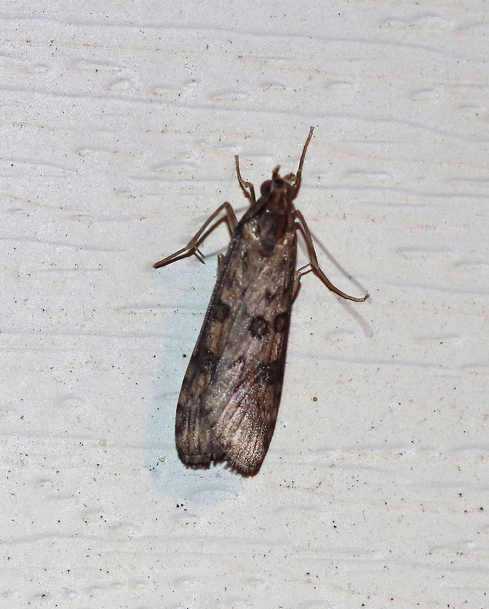 Lucerne moth - Nomophila nearctica Total length: 15 mm. Long, narrow forewing is brown with contrasting blackish spots and streaks.<br />
<br />
Habitat: Attracted to a 395 nm LED light in a rural area. Geotagged,Lucerne moth,Nomophila nearctica,Summer,United States,moth,moth week 2019