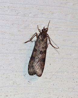 Lucerne moth - Nomophila nearctica Total length: 15 mm. Long, narrow forewing is brown with contrasting blackish spots and streaks.

Habitat: Attracted to a 395 nm LED light in a rural area. Geotagged,Lucerne moth,Nomophila nearctica,Summer,United States,moth,moth week 2019