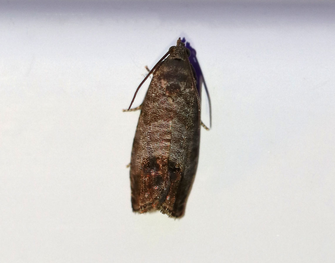 Codling Moth - Cydia pomonella TL: 12 mm. Brownish gray FW with fine, darker bands. Large patch in inner ST area that has fragmented bronze bars. Hosts: Apple, pear, and plum. *Introduced from Europe; this species is a fruit tree pest.<br />
<br />
Habitat: Attracted to a 395 nm LED light in a semi-rural area Codling moth,Cydia pomonella,Geotagged,Summer,United States,moth,moth week 2019
