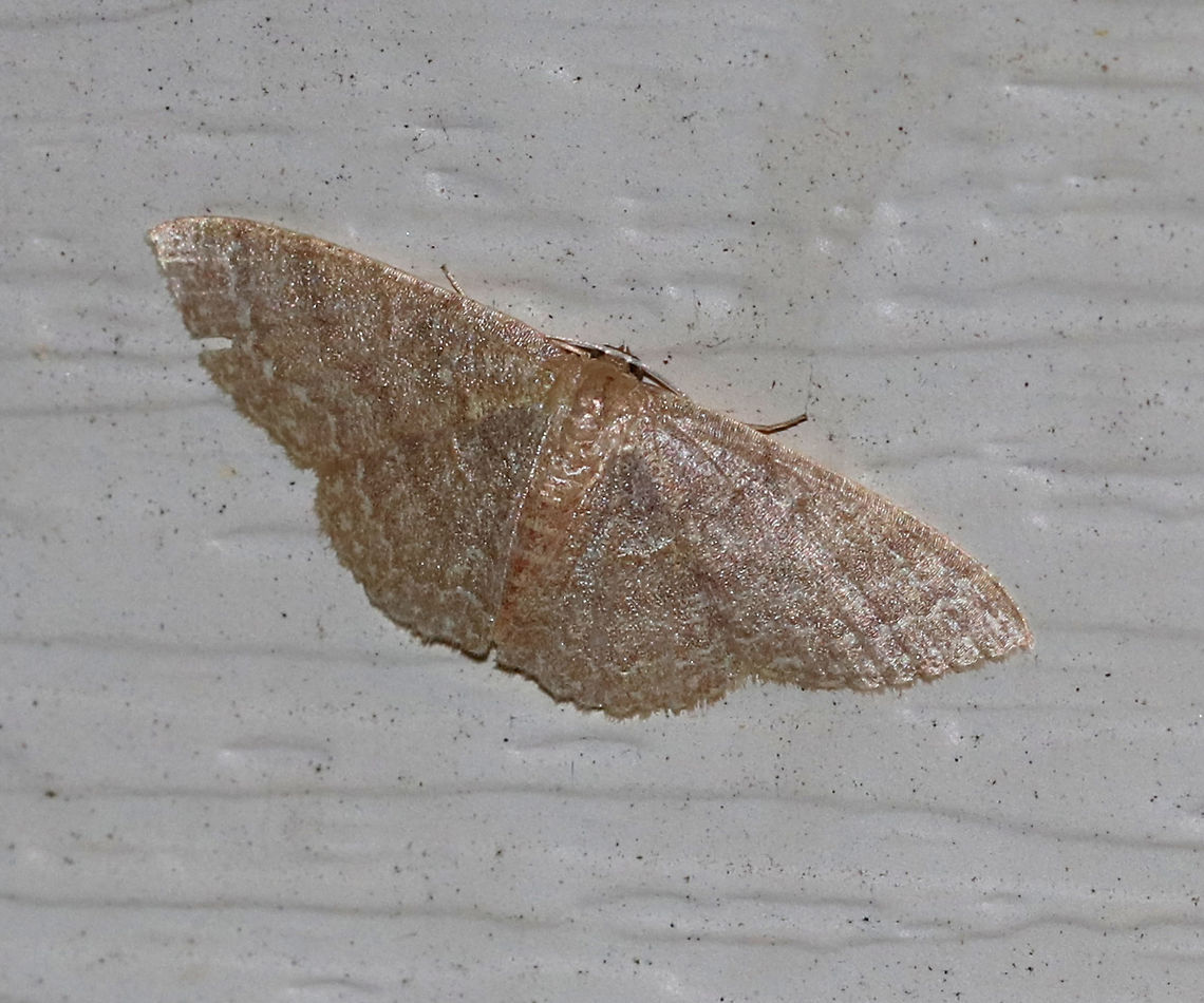 Common Tan Wave - Pleuroprucha insulsaria <br />
Width: 15 mm. Pale tan wings with faint, scalloped lines as markings. The diffuse median line is the most noticeable marking. <br />
<br />
Habitat: Attracted to a 395 nm LED light on in a semi-rural area. Common tan wave moth,Geotagged,Pleuroprucha insulsaria,Summer,United States,moth,moth week 2019